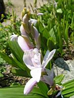 Bletilla Striata (fam. Orchidacees) (Chine) (08) (Photo F. Mrugala)
